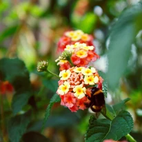 Lantana camara - Sétányrózsa