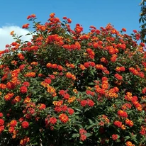 Lantana camara - Sétányrózsa