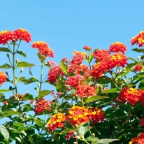 Lantana camara - Sétányrózsa