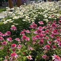 Leucanthemum x superbum CS14 - Margaréta