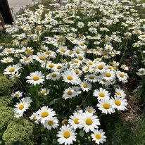 Leucanthemum x superbum CS14 - Margaréta