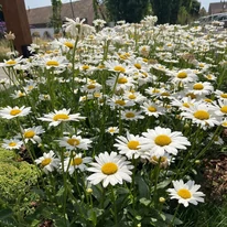 Leucanthemum x superbum CS14 - Margaréta