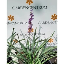 Liriope muscari - Gyöngyikés gyepliliom