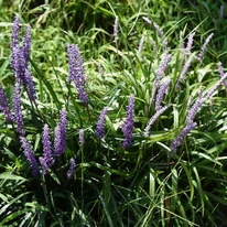Liriope muscari - Gyöngyikés gyepliliom