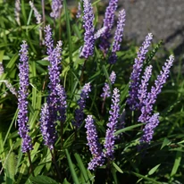 Liriope muscari - Gyöngyikés gyepliliom