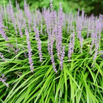 Liriope muscari - Gyöngyikés gyepliliom
