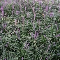 Liriope muscari - Gyöngyikés gyepliliom