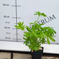 Lupinus sp kinézete májusban kertészeti telephelyünkön. 