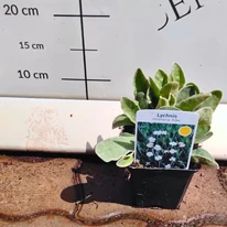 Lychnis coronaria Alba - Fehér bársonyos kakukkszegfű
