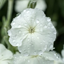 Lychnis coronaria Alba - Fehér bársonyos kakukkszegfű
