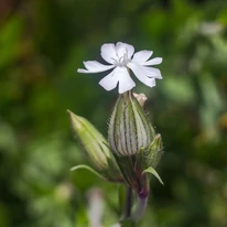 Lychnis coronaria Alba - Fehér bársonyos kakukkszegfű