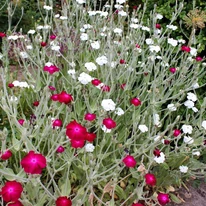 Lychnis coronaria Alba - Fehér bársonyos kakukkszegfű