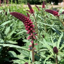 Lysimachia atropurpurea évelő nyári virágzása és hamvaszöld levélzete.