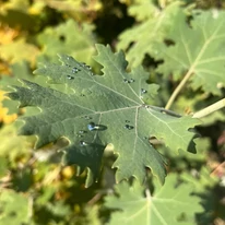 Macleaya cordata - Mákkóró