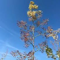 Macleaya cordata - Mákkóró