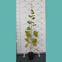 Macleaya cordata - Mákkóró