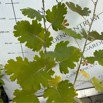 Macleaya cordata - Mákkóró