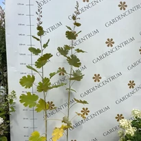 Macleaya cordata - Mákkóró