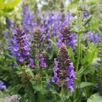 Salvia sylvestris Mainacht - Erdei zsálya