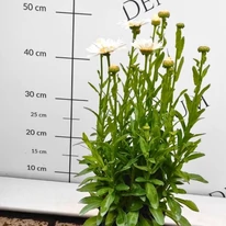 Leucanthemum x superbum CS14 - Margaréta