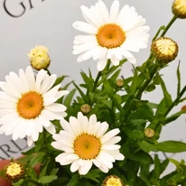 Leucanthemum x superbum CS14 - Margaréta