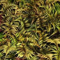 Athyrium niponicum Metallicum - Japán hölgypáfrány
