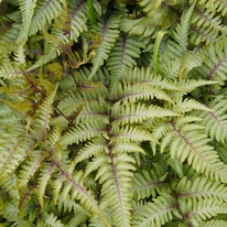 Athyrium niponicum Metallicum - Japán hölgypáfrány