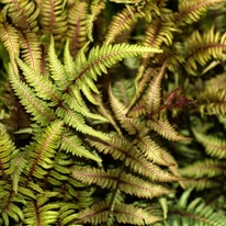 Az Athyrium niponicum Metallicum japán hölgypáfrány különleges színkontrasztos levelei.