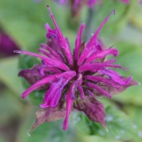 Monarda didyma MIX - Méhbalzsam