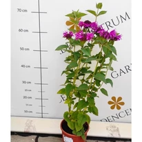 Monarda didyma MIX - Méhbalzsam