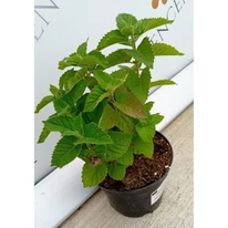 A méhbalzsam egészséges levelei augusztusban kertészetünkben. 