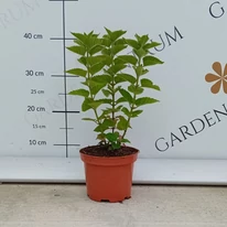 Monarda didyma MIX - Méhbalzsam