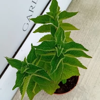 Monarda didyma MIX - Méhbalzsam