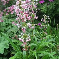 A Morina longifolia rózsaszínes fehér virágzata és szúrós levelének kinézete.
