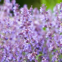 Nepeta racemosa dús virágzása nyáron.