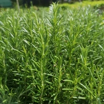 Rosmarinus officinalis - Rozmaring