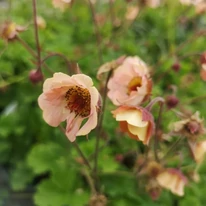 Geum Mai Tai - Gyömbérgyökér