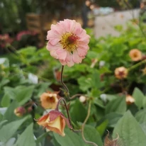 Geum Mai Tai - Gyömbérgyökér