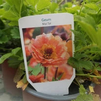Geum Mai Tai - Gyömbérgyökér