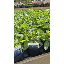 Salvia sylvestris Mainacht - Erdei zsálya