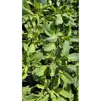 Salvia sylvestris Mainacht - Erdei zsálya