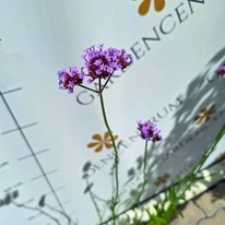Verbena bonariensis CS9 - Ernyős verbéna