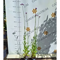 Verbena bonariensis CS9 - Ernyős verbéna