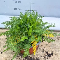 A sötétrózsaszín cickafark leveleinek kinézete október elején kertészetünkben.