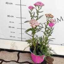 Sötétrózsaszínre színeződő cickafark virágok.