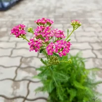 Egészséges, virágzó sötétrózsaszín cickafark szeptemberi kínálatunkból.