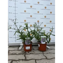Verbena bonariensis Lollipop CS14 - Alacsony ernyős verbéna