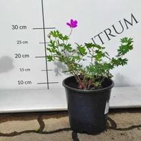 Geranium sanguineum Tiny Monster kinézete május végén kertészetünkben.