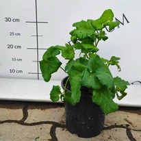 Anemone hybrida -  Féltelt, rózsaszín szellőrózsa