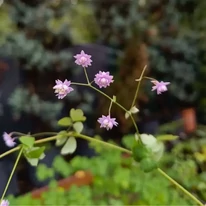 Thalictrum delavayi Hewitt's Double - Duplavirágú borkóró